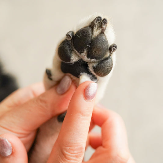 肉球クリーム(きよら撫仔)